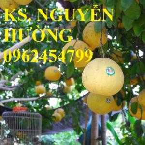 Cung cấp cây giống bưởi đỏ tân lạc chất lượng, cây giống khỏe mạnh không sâu bệnh. giao cây toàn quốc