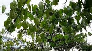 Giống cây khoai tây dây leo