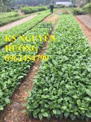 Giổi xanh, giổi ghép. cung cấp số lượng lớn cây giống giổi chất lượng - giao cây toàn quốc