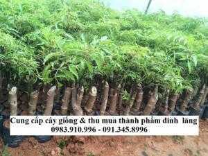 bán cây đinh lăng