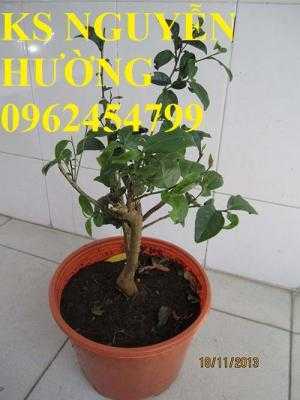 Kỹ thuật trồng và chăm sóc cây trà xanh tại nhà. cung cấp số lượng lớn cây giống trà xanh