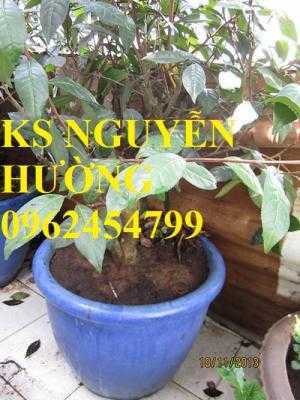 Kỹ thuật trồng và chăm sóc cây trà xanh tại nhà. cung cấp số lượng lớn cây giống trà xanh