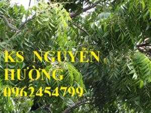 Kỹ thuật trồng cây sưa đỏ, bán giống cây sưa đỏ số lượng lớn - giao cây toàn quốc