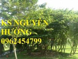 Kỹ thuật trồng cây sưa đỏ, bán giống cây sưa đỏ số lượng lớn - giao cây toàn quốc
