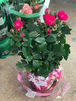 Hoa hồng ngoại siêu nụ sỉ toàn quốc