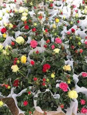 Hoa hồng ngoại siêu nụ sỉ toàn quốc