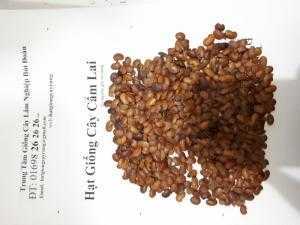 Hạt giống cẩm lai quý hiếm