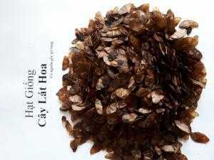 Lát hoa giống chuẩn