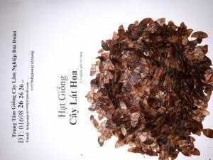 Lát.hoa.giống