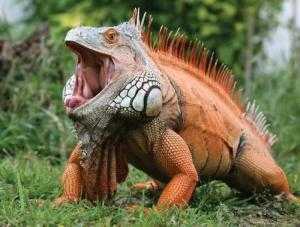 Iguana trưởng thành dài 1m6