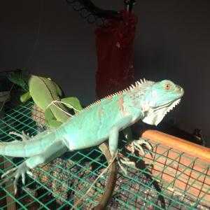 Iguana- Pet của các bạn
