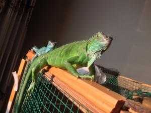 Iguana- Pet của các bạn
