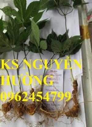 Cây sâm quý, sâm ngọc linh. cung cấp hạt giống sâm ngọc linh, cây giống sâm ngọc linh toàn quốc