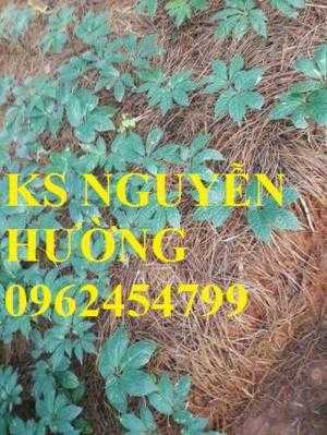 Cây sâm quý, sâm ngọc linh. cung cấp hạt giống sâm ngọc linh, cây giống sâm ngọc linh toàn quốc