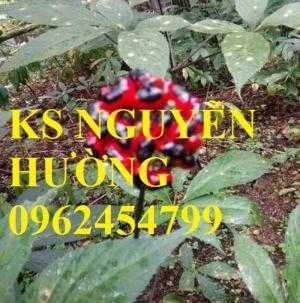 Cây sâm quý, sâm ngọc linh. cung cấp hạt giống sâm ngọc linh, cây giống sâm ngọc linh toàn quốc