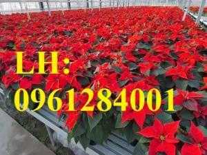 Hoa trạng nguyên, hoa chơi Tết. Cung cấp số lượng lớn hoa trạng nguyên chơi Tết, giao cây toàn quốc