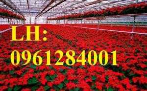 Hoa trạng nguyên, hoa chơi Tết. Cung cấp số lượng lớn hoa trạng nguyên chơi Tết, giao cây toàn quốc