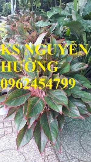 Cung cấp số lượng lớn hoa cây cảnh. cung cấp cây phú quý phong thủy chất lượng