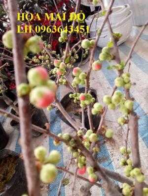 Chuyên hoa đào đỏ, hoa mai đỏ, cây mai đỏ bonsai chơi tết 2018, hàng chuẩn đẹp, giá sỉ tốt nhất thị trường