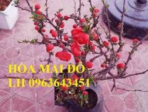 Chuyên hoa đào đỏ, hoa mai đỏ, cây mai đỏ bonsai chơi tết 2018, hàng chuẩn đẹp, giá sỉ tốt nhất thị trường
