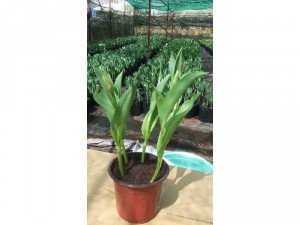 Sỉ tulip chậu