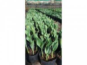 Sỉ tulip chậu