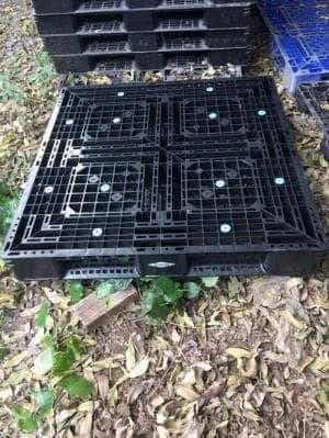 Pallet nhựa cũ Hà Nội - Pallet nhựa Nhật