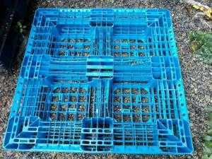Pallet nhựa cũ giá rẻ tại Hà Nam