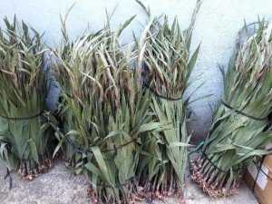 Sỉ lay ơn ( dơn) cành tết 2018