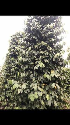Đất nông nghiệp