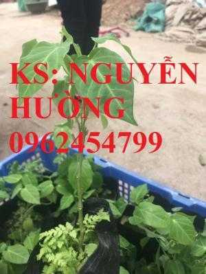 Bán giống cây chanh leo ngọt colombia. địa chỉ cung cấp cây giống chất lượng chuẩn giống f1