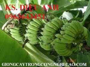 Địa chỉ cung cấp giống chuối cấy mô: chuối tây Thái Lan, chuối sứ Thái, chuối mốc Thái, chuối xiêm Thái