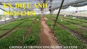 Địa chỉ cung cấp giống chuối cấy mô: chuối tây Thái Lan, chuối sứ Thái, chuối mốc Thái, chuối xiêm Thái
