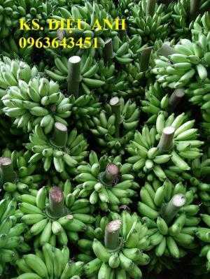 Địa chỉ cung cấp giống chuối cấy mô: chuối tây Thái Lan, chuối sứ Thái, chuối mốc Thái, chuối xiêm Thái
