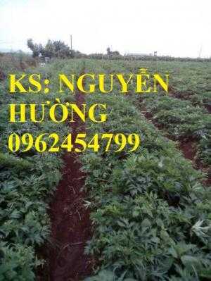 Địa chỉ cung cấp giống cây dược liêu, cây giống, hạt giống đương quy. giao cây toàn quốc