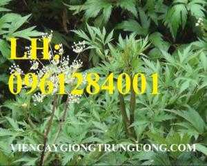 Cung cấp cây giống, hạt giống đương quy chất lượng. giao hàng toàn quốc
