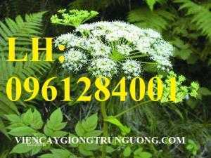 Cung cấp cây giống, hạt giống đương quy chất lượng. giao hàng toàn quốc