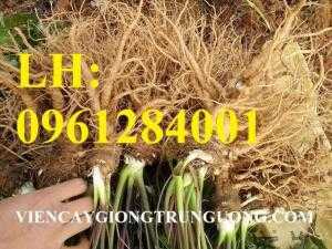 Cung cấp cây giống, hạt giống đương quy chất lượng. giao hàng toàn quốc