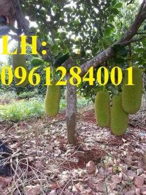 Địa chỉ chuyên cung cấp cây giống ăn quả, cây giống mít trái dài, mít malaysia. giao hàng toàn quốc