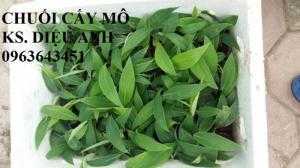 Địa chỉ cung cấp cây giống chuối tây Thái Lan lùn nuôi cấy mô, chuối sứ lùn cấy mô, chuối mốc lùn cấy mô