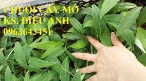 Địa chỉ cung cấp cây giống chuối tây Thái Lan lùn nuôi cấy mô, chuối sứ lùn cấy mô, chuối mốc lùn cấy mô