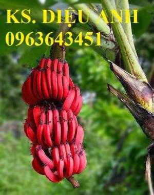 Địa chỉ cung cấp cây giống chuối đỏ Đăcca nuôi cấy mô, chuối đỏ úc cấy mô, chuối tiêu đỏ chất lượng cao