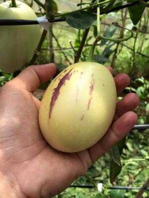 Dưa hấu pepino đà lạt