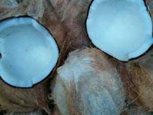 Dừa tại bến tre chât lượng.