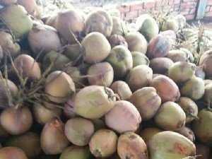 Dừa tại bến tre chât lượng.