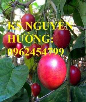 Cung cấp cây giống cà chua than gỗ, cây giống ăn quả các loại. giao cây toàn quốc