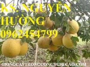 Cung cấp giống cây bưởi diễn, cây giống ăn quả các loại, giao cây toàn quốc
