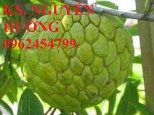 Cây na, cây giống na bở đài loan nhập khẩu. địa chỉ chuyên cung cấp các loại cây giống ăn quả