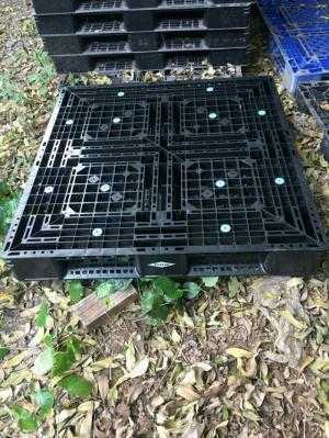 Pallet nhựa cũ tại Ninh Bình