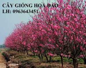 Chuyên cung cấp cây giống hoa đào tết: đào bích, đào phai, đào đỏ, đào bạch, đào tuyết số lượng lớn, uy tín, chất lượng